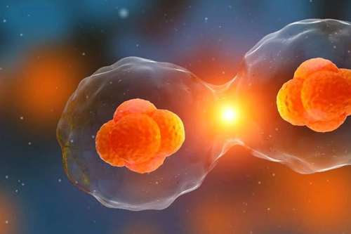 早孕反应有哪些诱发因素